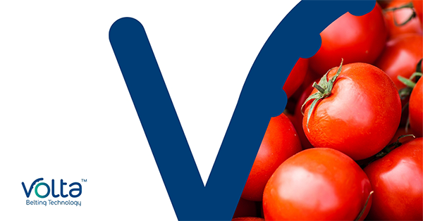 The benefits of choosing Volta thermoplastic belts for the vegetable industry