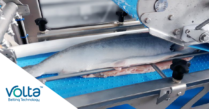 Smarter Hygiene for Seafood Plants: Strategies That Deliver Results