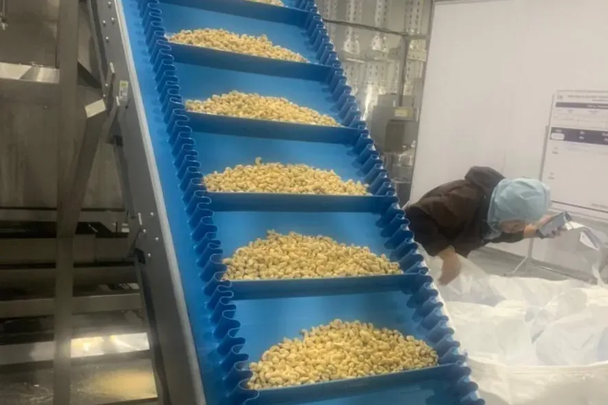 Volta cleated belt with sidewalls carrying cashew nuts up an incline conveyor
