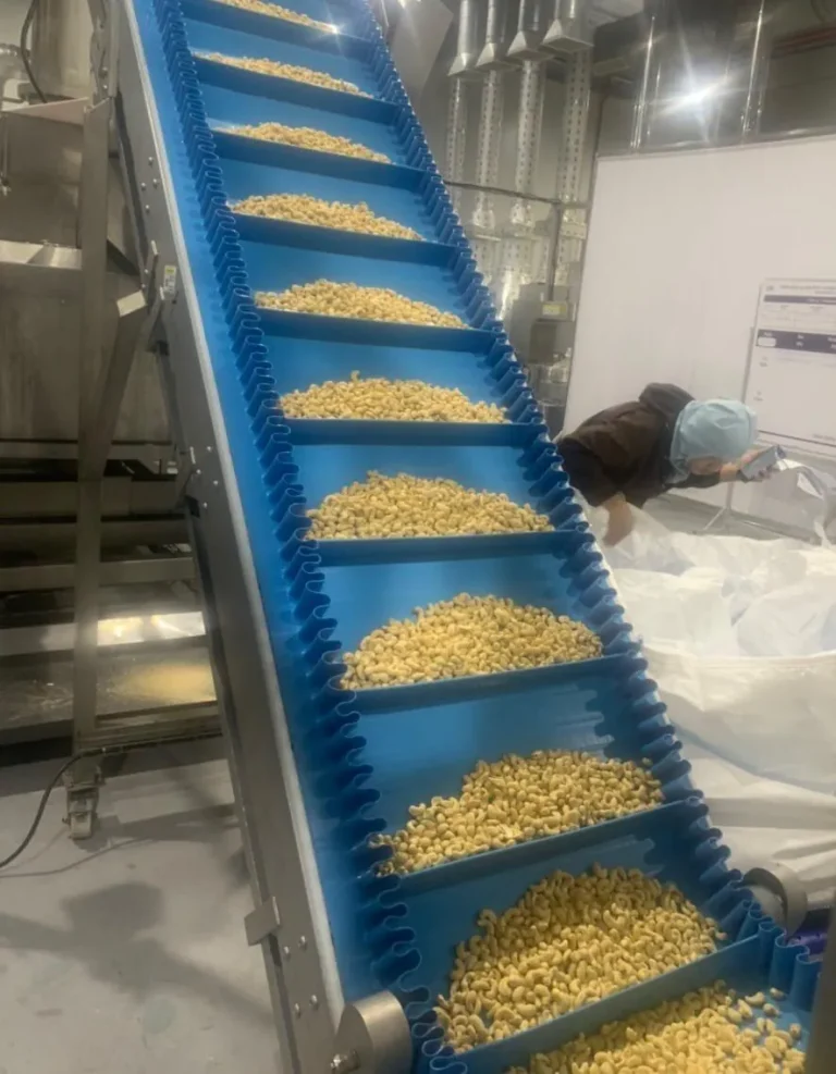 Volta cleated belt with sidewalls carrying cashew nuts up an incline conveyor