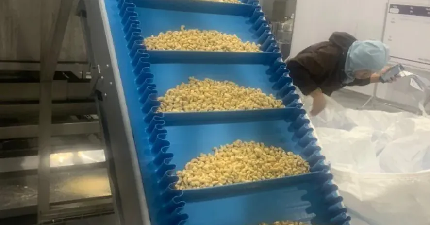 Volta cleated belt with sidewalls carrying cashew nuts up an incline conveyor