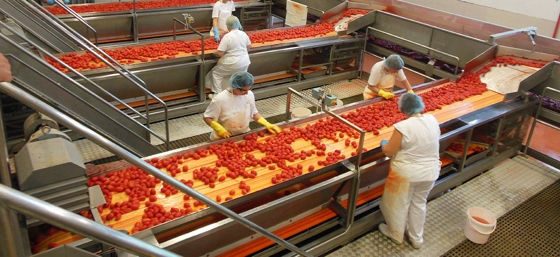Tomato processing